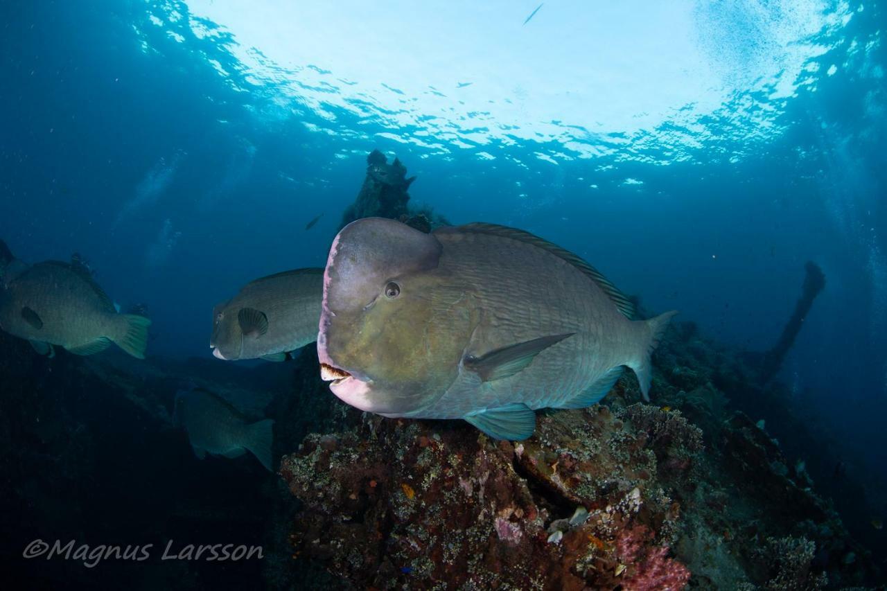 Bali Dive Resort Amed Ngoại thất bức ảnh