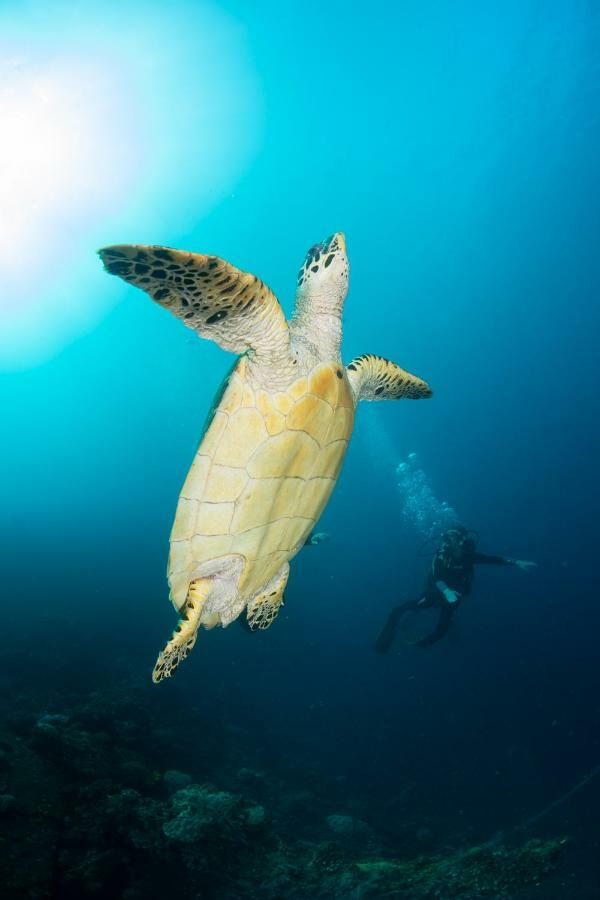 Bali Dive Resort Amed Ngoại thất bức ảnh