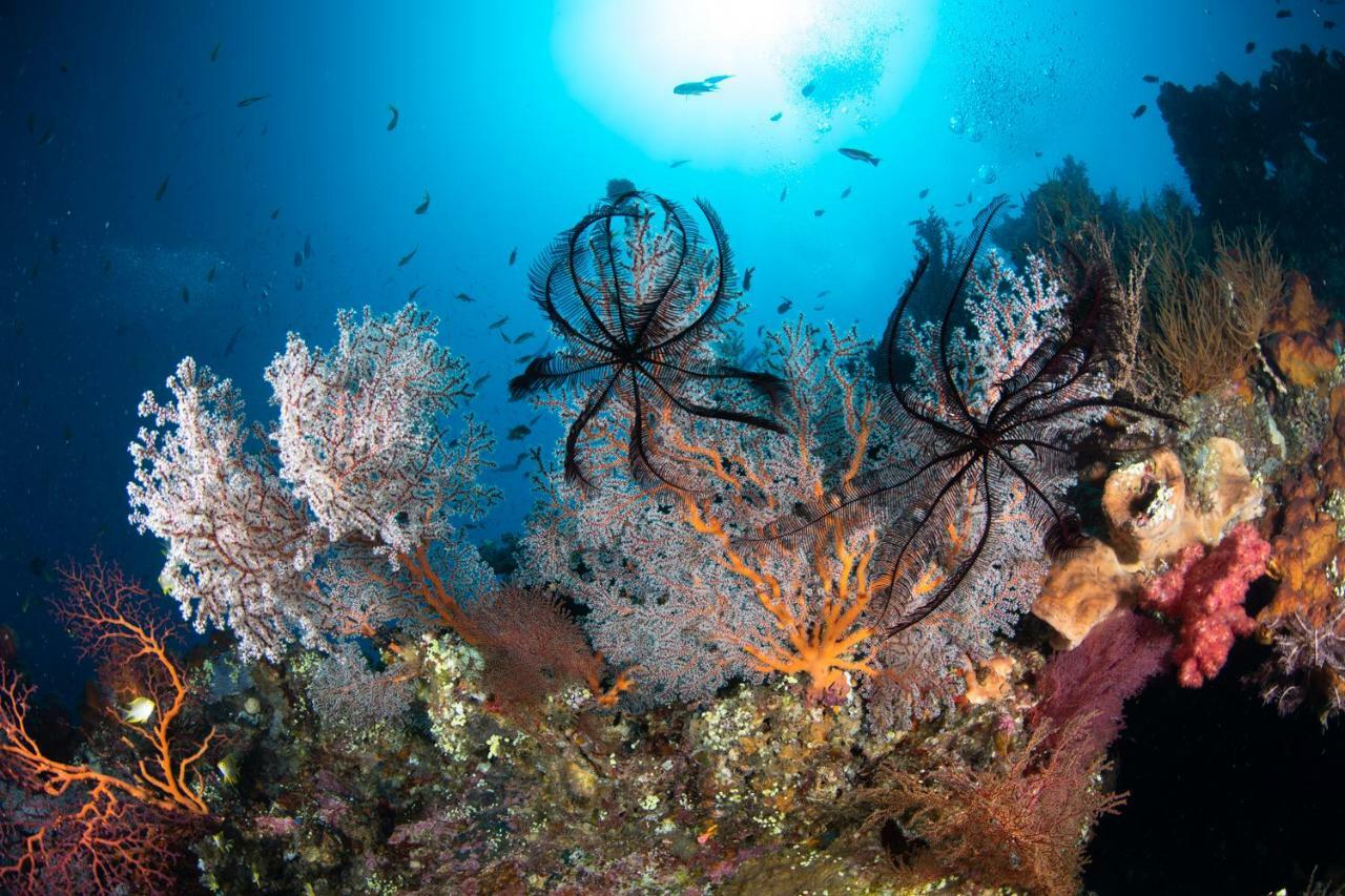Bali Dive Resort Amed Ngoại thất bức ảnh